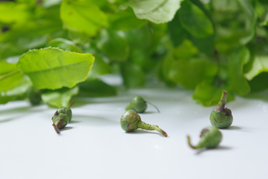 【西荻散歩】お茶の木があるところで育ったんですよ