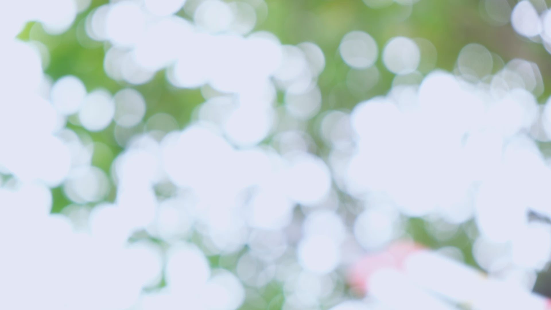 動画を読み込む: 